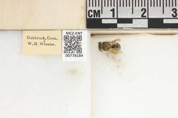 Media type: image;   Entomology 778184 Aspect: Labels
